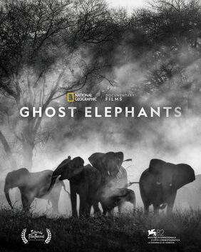 Ghost Elephants