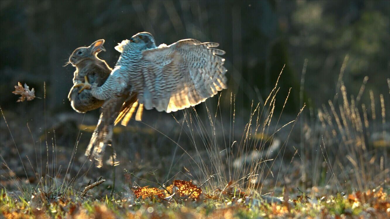 Onze Natuur, het Wilde België